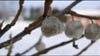 talvi_2