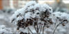 talvi_4